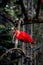 Scarlet ibis, also called red corocoro, red corocoro, corocora, red heron, sidra or guarÃ¡