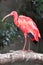 Scarlet Ibis Bird