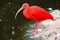 Scarlet Ibis Bird