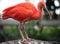 Scarlet Ibis bird