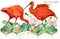 Scarlet ibis bird hand draw watercolor illustration