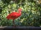 Scarlet Ibis or Eudocimus ruber