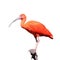 Scarlet Ibis, Eudocimus ruber