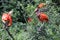 Scarlet Ibis, Eudocimus ruber