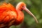 Scarlet Ibis (Eudocimus ruber)