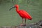 Scarlet ibis Eudocimus ruber.