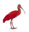 Scarlet Ibis - Eudocimus ruber