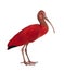 Scarlet Ibis - Eudocimus ruber