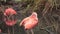 Scarlet Ibis - Eudocimus ruber, beautiful red bird