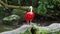 Scarlet ibis, Eudocimus ruber, bird of the Threskiornithidae family