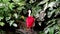 Scarlet ibis, Eudocimus ruber, bird of the Threskiornithidae family