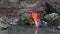 Scarlet ibis, Eudocimus ruber, bird of the Threskiornithidae family, admired by the reddish coloration of feathers