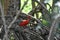 Scarlet Ibis or Eudocimus ruber, Caroni Bird Sanctuary, Trinidad and Tobago