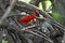 Scarlet Ibis or Eudocimus ruber, Caroni Bird Sanctuary, Trinidad and Tobago