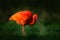 Scarlet Ibis, Eudocimus ruber, exotic bird in the nature habitat, bird sitting in grass with beautiful evening sun light, during