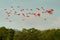 Scarlet Ibis, Eudocimus ruber, exotic red bird, nature habitat, bird colony flying above forest, Caroni Swamp, Trinidad and Tobago