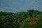 Scarlet Ibis, Eudocimus ruber, exotic red bird, nature habitat, bird colony flying above the tree forerst, Caroni Swamp, Trinidad