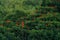 Scarlet Ibis, Eudocimus ruber, exotic red bird, nature habitat, bird colony sitting on the tree, Caroni Swamp, Trinidad and Tobago