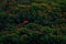 Scarlet Ibis, Eudocimus ruber, exotic red bird, nature habitat, bird colony sitting on the tree, Caroni Swamp, Trinidad and Tobago