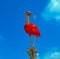 Scarlet ibis Eudocimus ruber is a species of ibis in the bird family Threskiornithidae. It inhabits tropical South America and