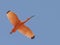 Scarlet ibis in flight