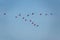 Scarlet Ibis flying in Caroni Swamp in Trinidad and Tobago