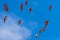 Scarlet Ibis flying in the sky