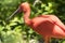 Scarlet Ibis on Grand Cayman Island