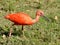 Scarlet ibis on grass