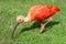 Scarlet ibis on grass