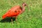 Scarlet ibis on grass