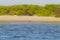 Scarlet ibis from Lencois Maranhenses National Park, Brazil