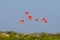 Scarlet ibis from Lencois Maranhenses National Park, Brazil.