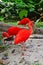 Scarlet Ibis looking for food