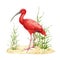 Scarlet ibis in natural habitat landscape illustration. Hand drawn beautiful bright tropical bird. Eudocimus ruber avian