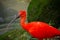 Scarlet ibis near river