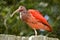 Scarlet ibis perched