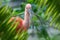 Scarlet Ibis portrait in jungle