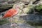 Scarlet Ibis Profile
