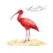 Scarlet ibis on sandy ground. Watercolor illustration. Hand drawn beautiful bright tropical bird. Eudocimus ruber avian