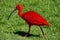 Scarlet Ibis, South Africa