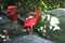 Scarlet ibis standing