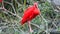 Scarlet Ibis Standing on Tree Branch