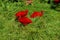 Scarlet Ibis - three birds, South Africa