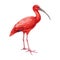 Scarlet ibis watercolor illustration. Hand drawn beautiful bright tropical bird. Eudocimus ruber avian detailed