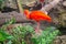 Scarlet ibis in the zoo