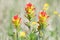 Scarlet Indian Paintbrush at Carden Alvar Provincial Park, Ontario