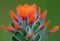 Scarlet Indian paintbrush flower captured in a macro photography