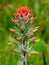 Scarlet Indian paintbrush flower - vertical