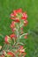 Scarlet Indian Paintbrush wildflowers in Texas.